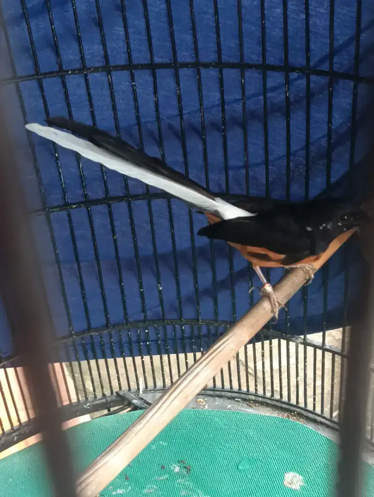 Murai blorok trah panda