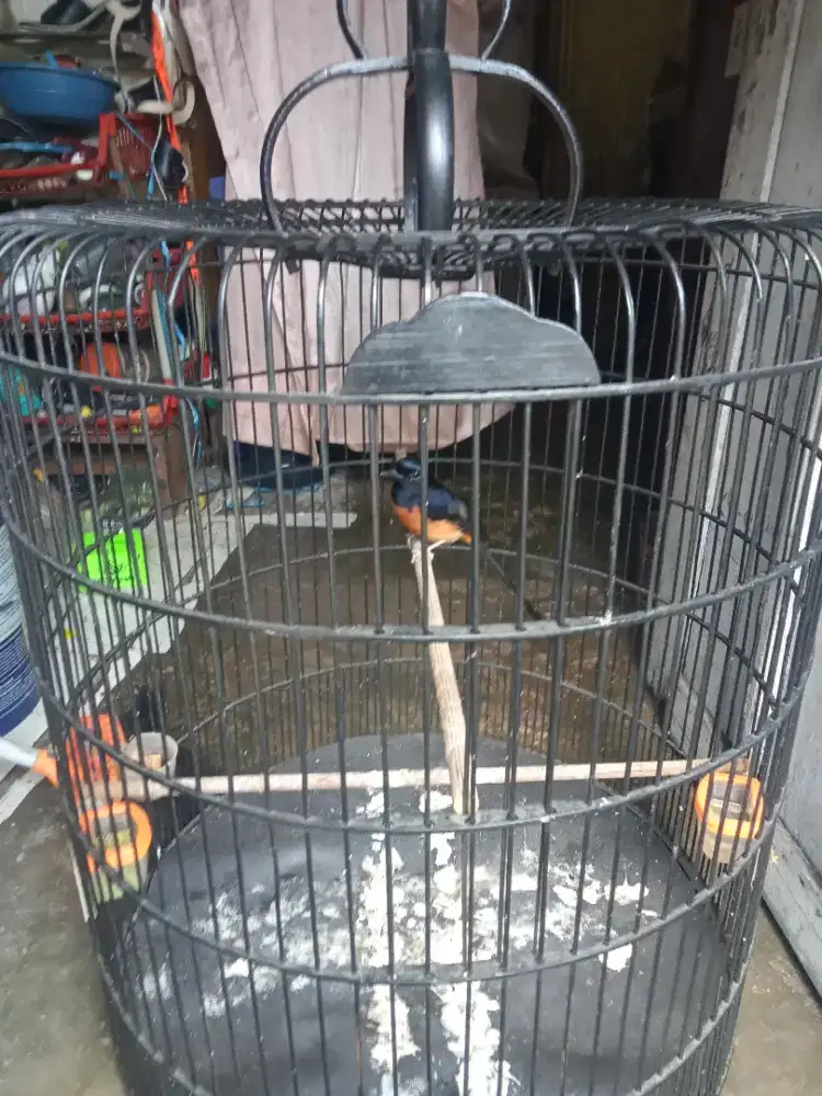 Jual murai batu gacor