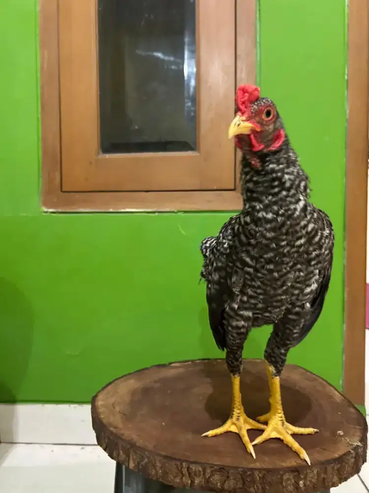 Ayam Ko Shamo Kate Jantan