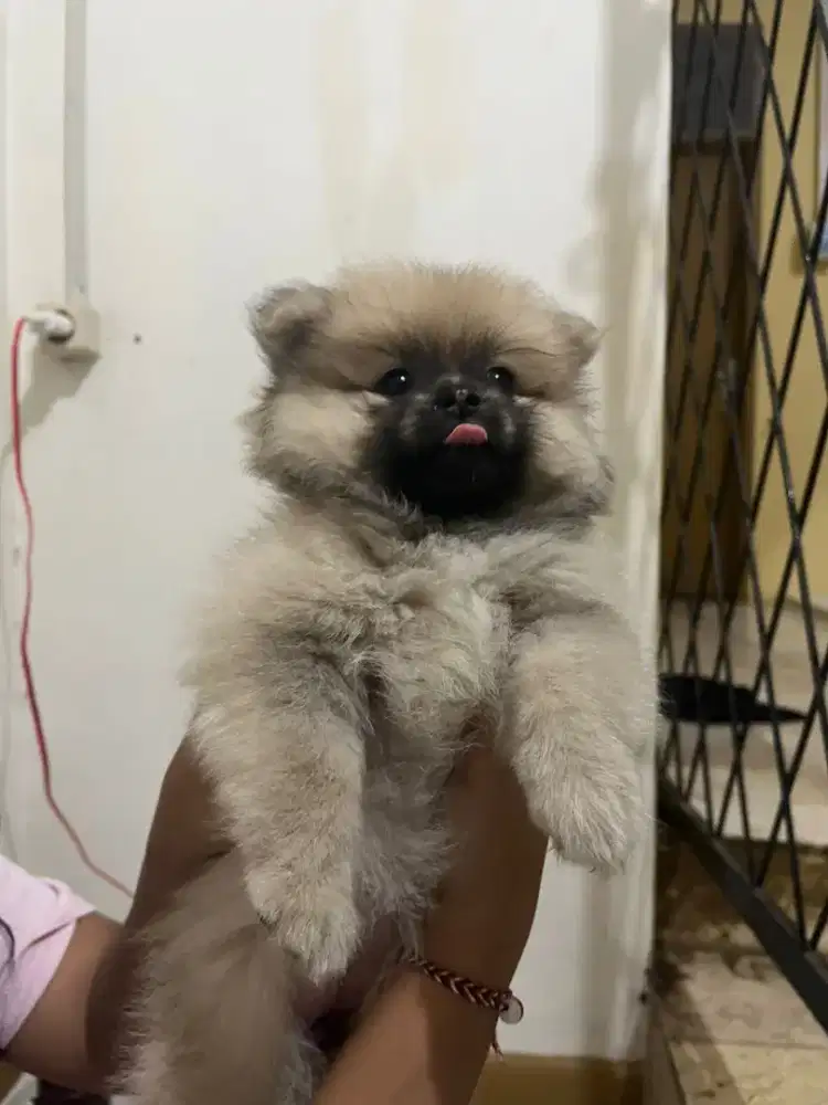 Anakan minipom usia 3 bulan