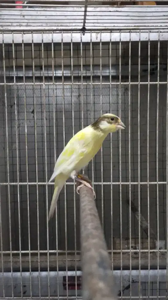 Burung kenari F1sfbb anak/paud