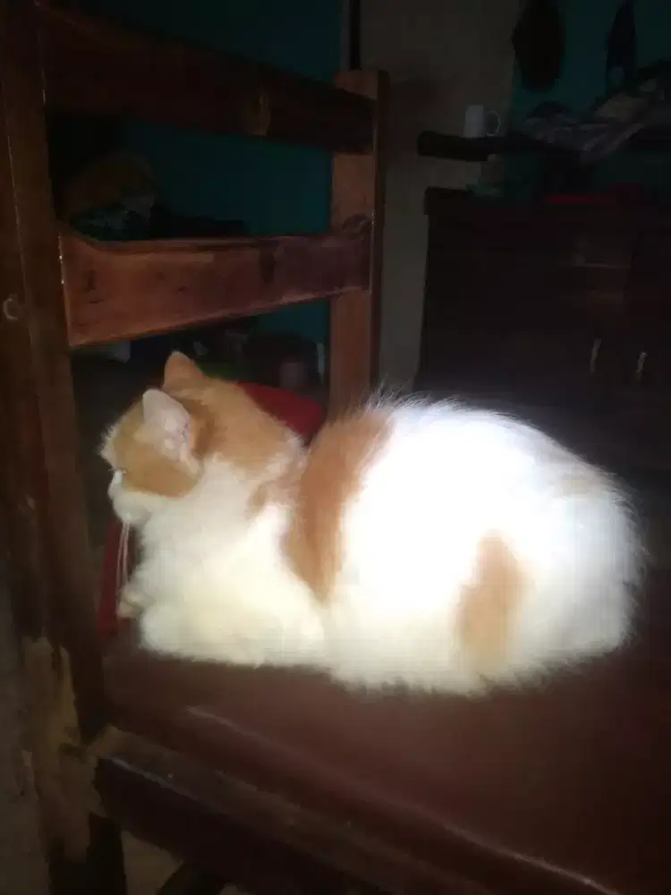 Kucing Persia flatnose