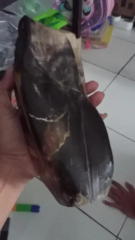 Batu Fosil Kelor Lumayan Besar