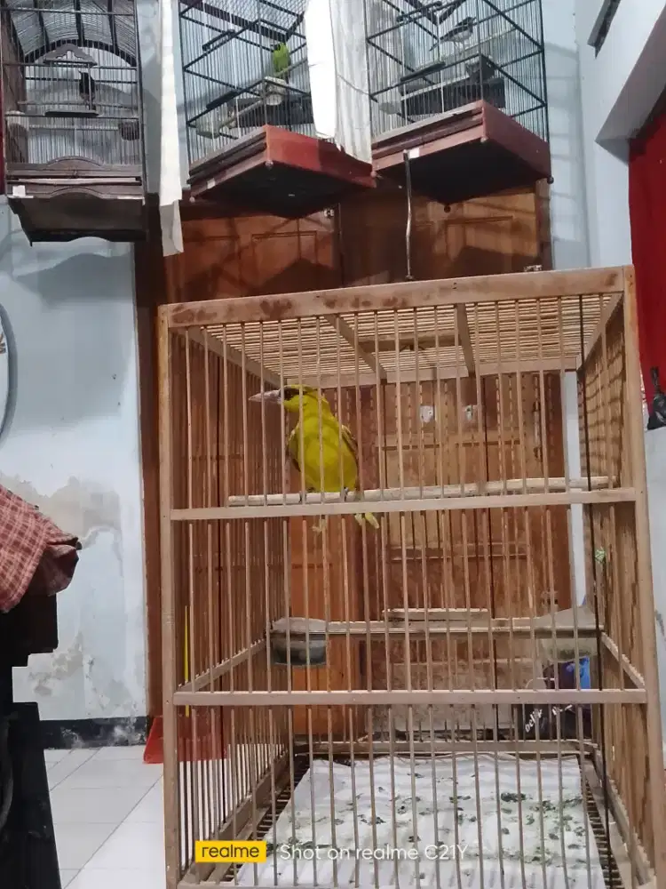 Podang mas harian bunyi