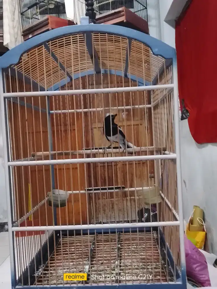 Kacer poci rajin bunyi