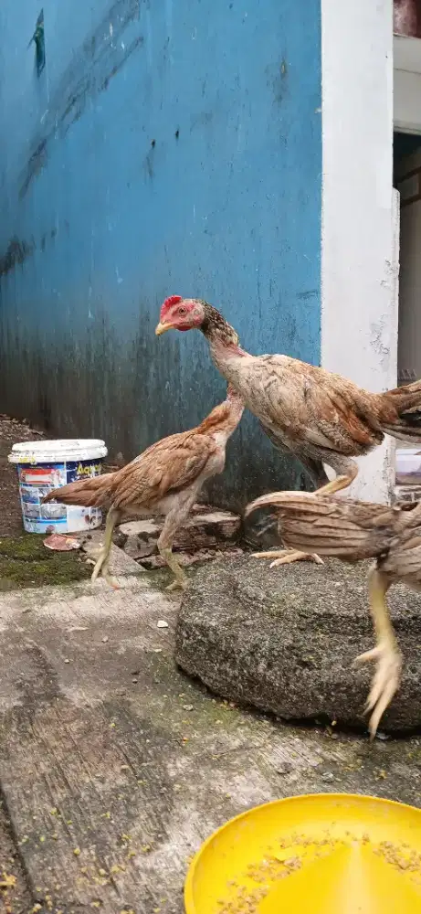 Ayam kampung usia 4 bulan