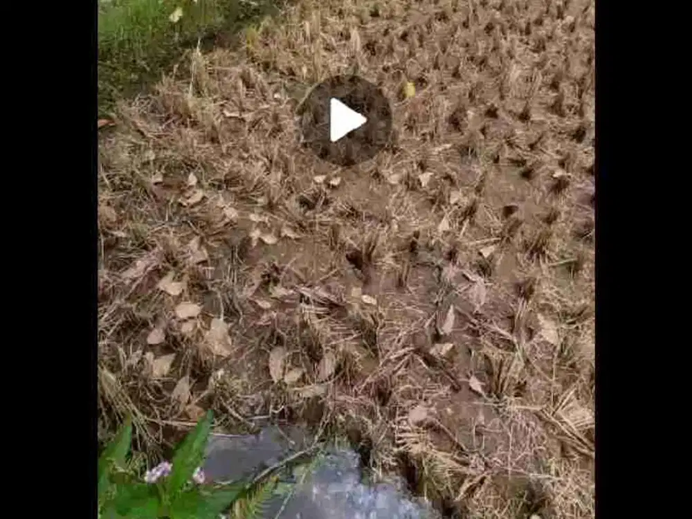 JUAL SAWAH 14.000 m2 NEMPEL KE JALAN BARU MANGKUBUMI - INDIHIANG (KOTA TASIKMALAYA)