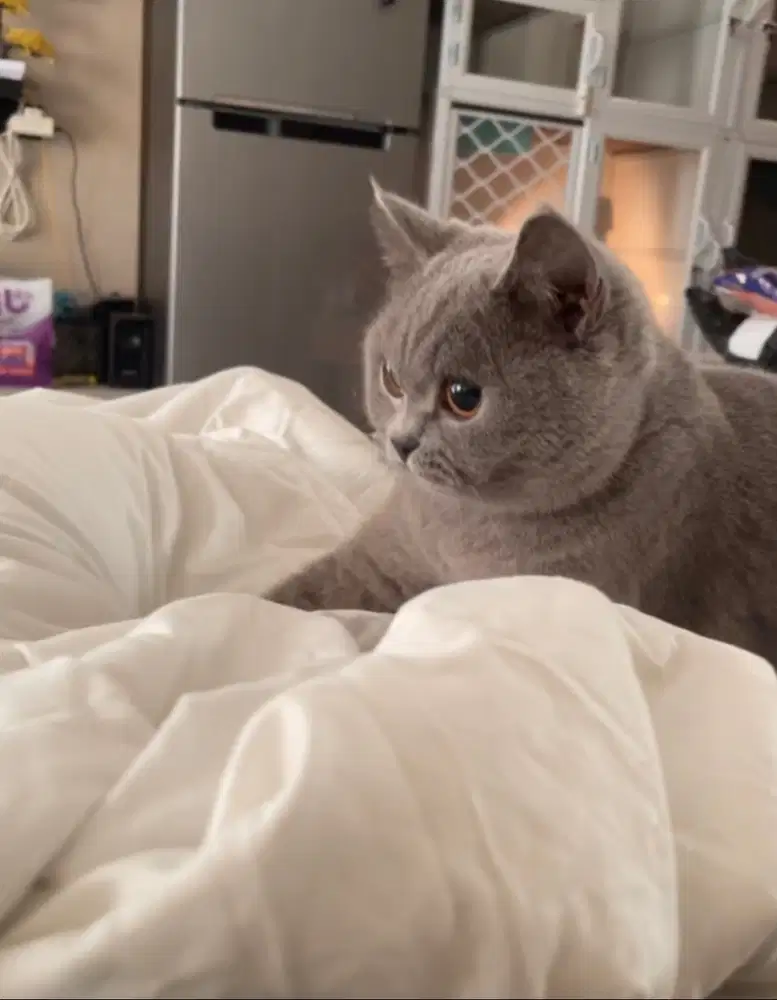 BSH British Shorthair Betina Blue Pedigree CFA