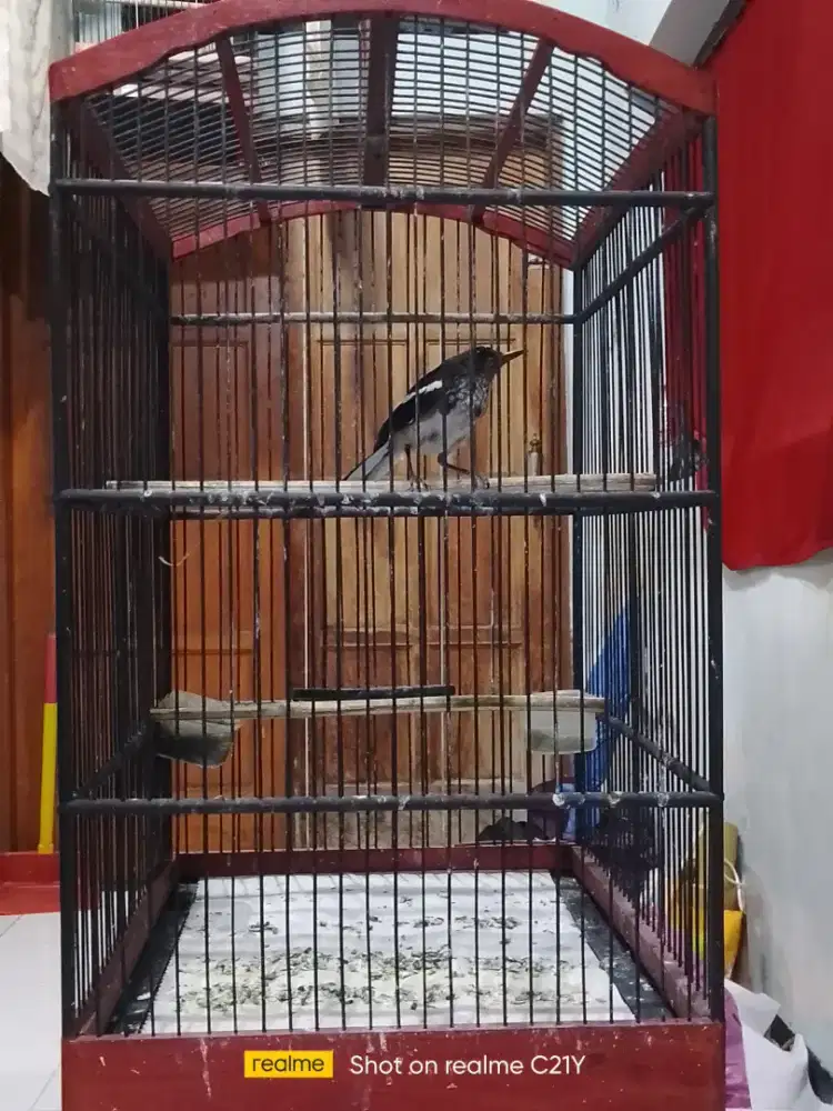 Poci trotol rajin bunyi