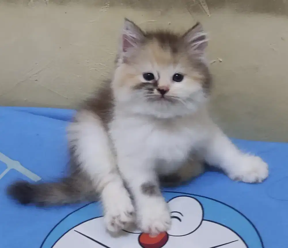 Kucing persia medium calico deluxe