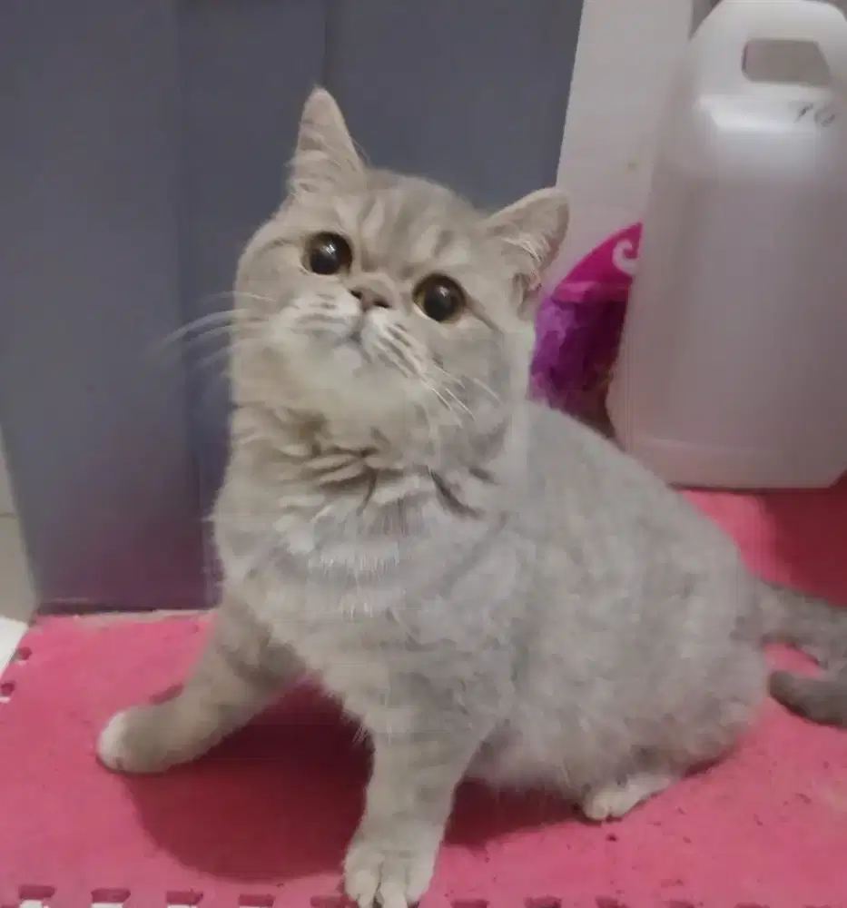 BSH British Short Hair Betina