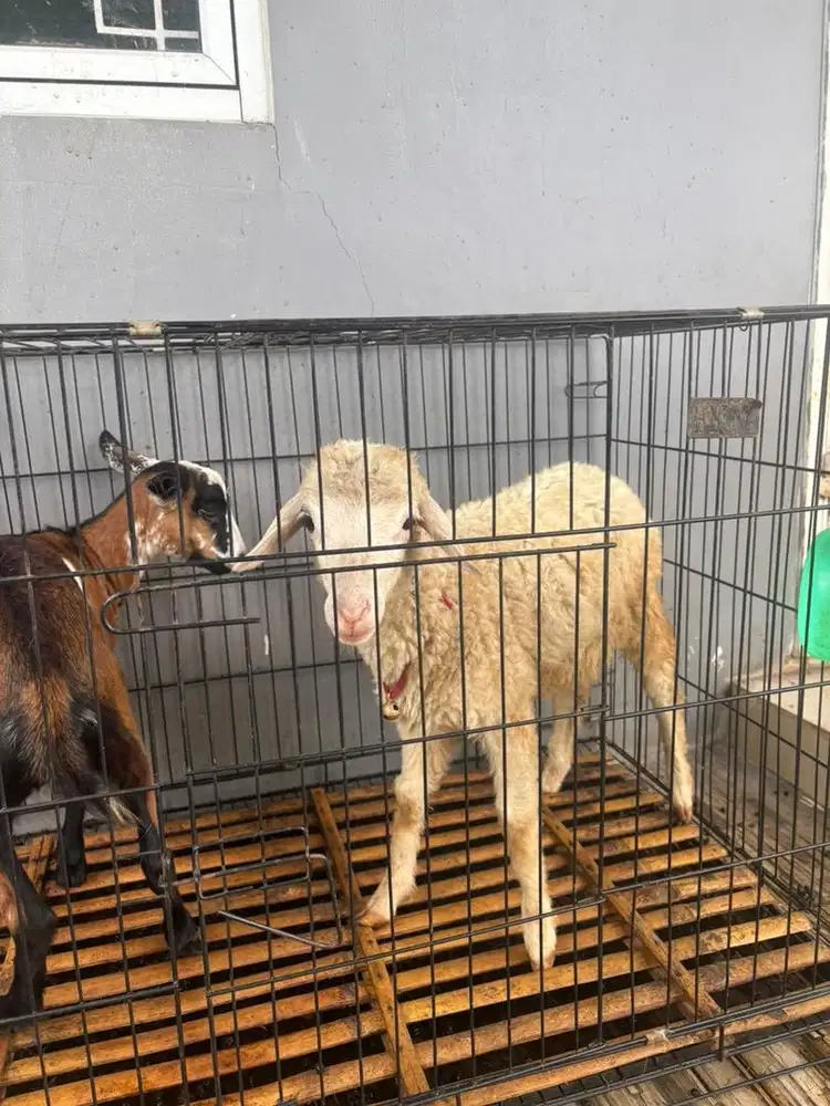 Domba Betina 3 bulanan