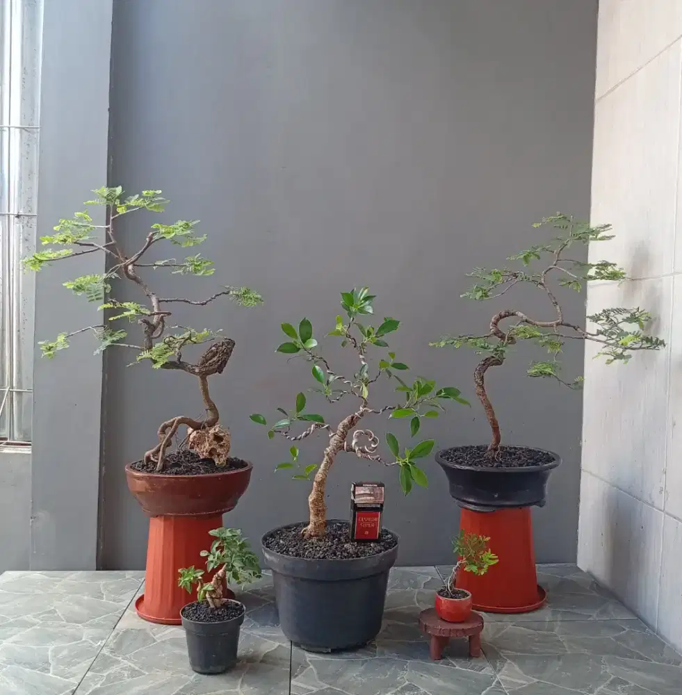 Bonsai mini murah ada 5 pot