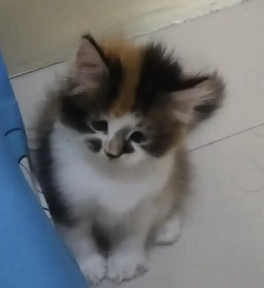 Kucing persia medium calico