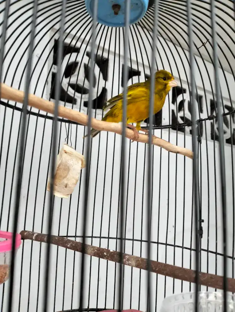 Di jual burung kenari loper gacor isian cililin ful set