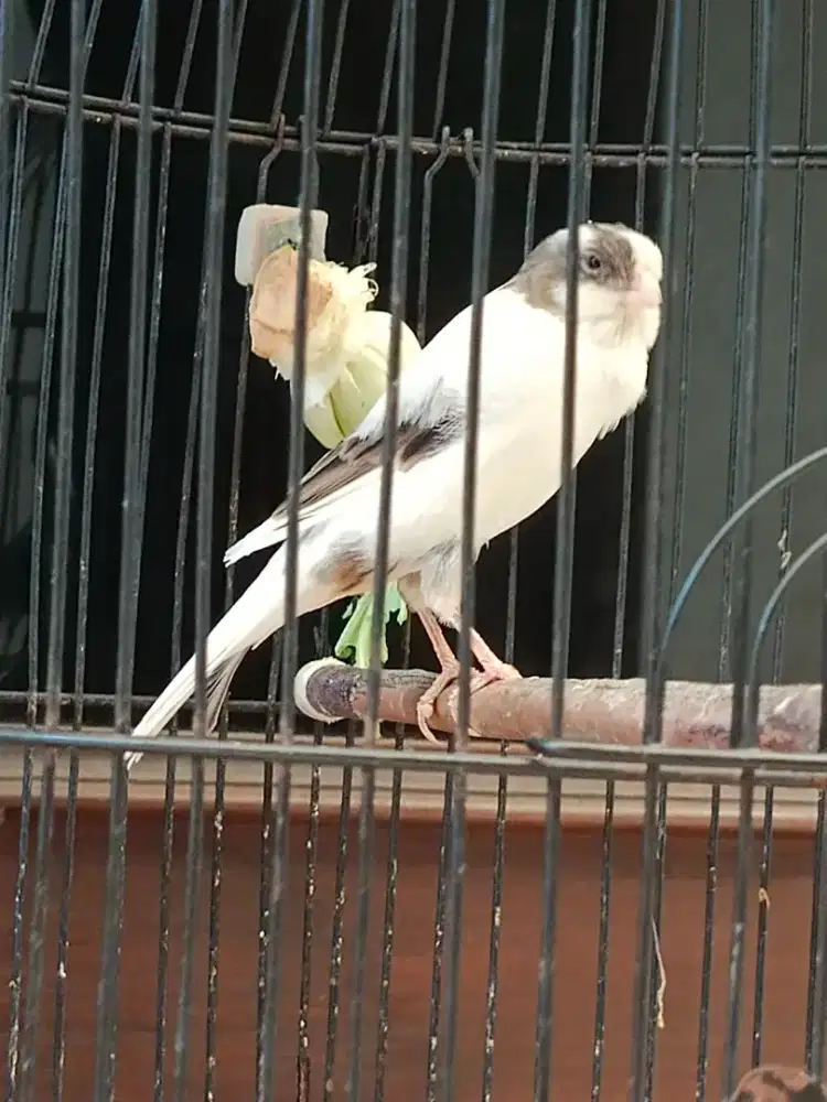 Kenari panda f3 muda