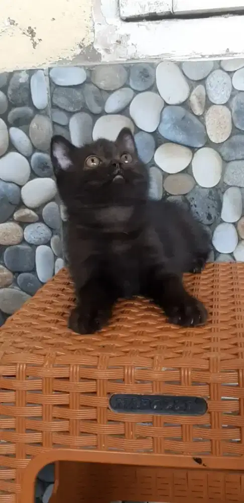 Kitten usia 3bulan