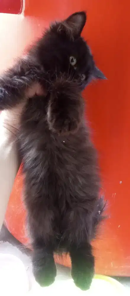 Kucing Persia mixdom 2 bulan