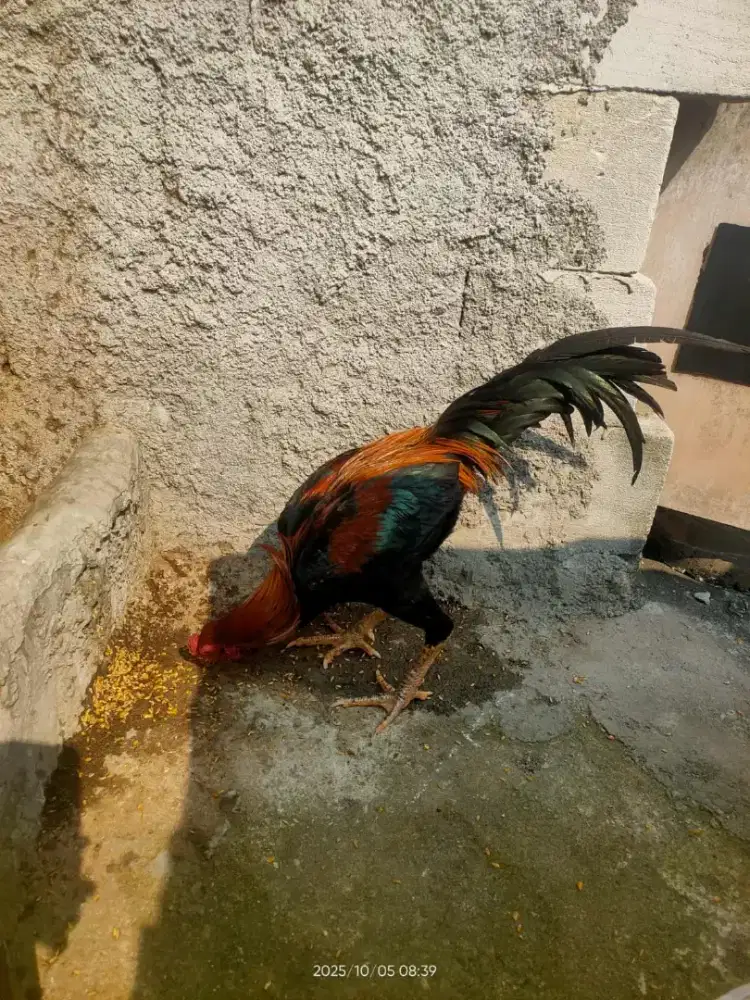 Ayam bangkok siap adu