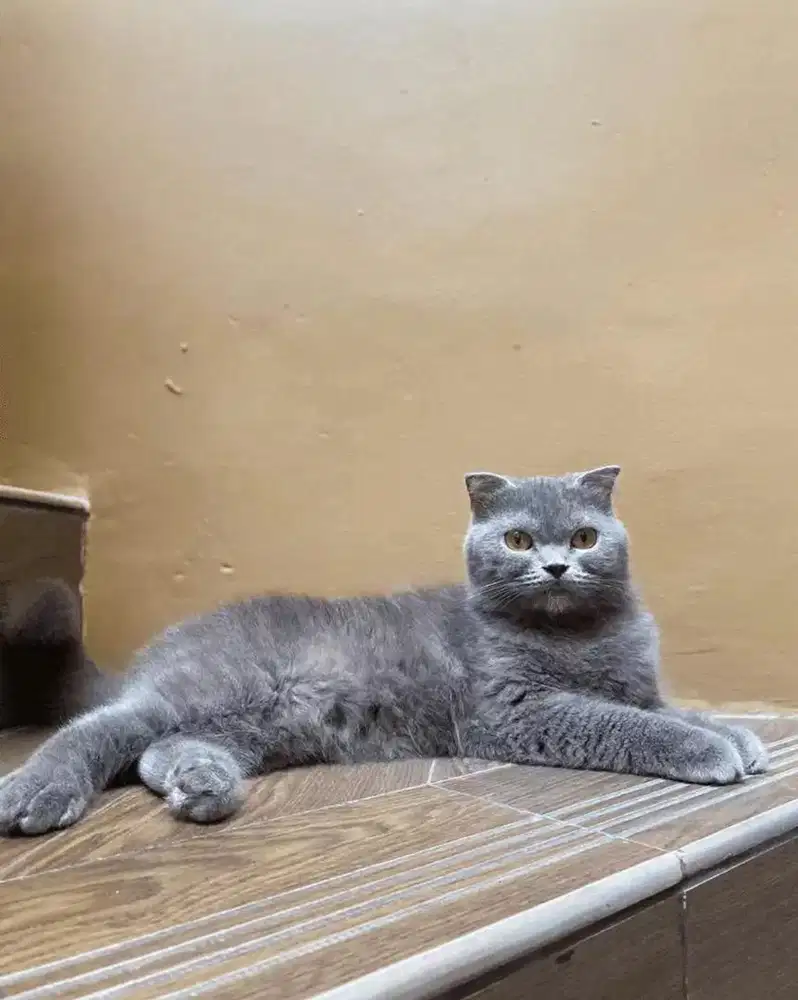 Scottish Fold Betina Gemuk BSH Blue Line Ped Siap Kawin