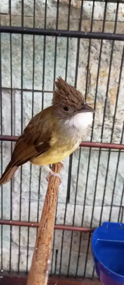 Jual burung cucak jenggot jawabarat gacor full cocok untuk masteran