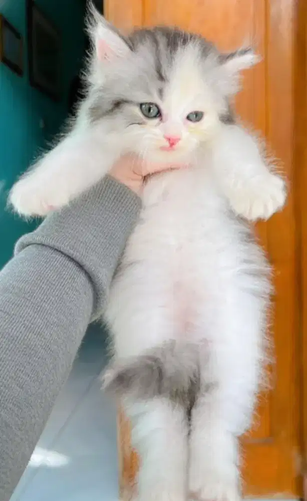 Kucing Persia Lucu