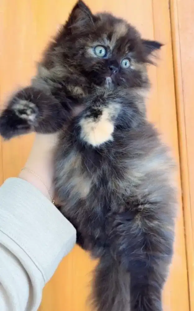 Kucing persia bigbone