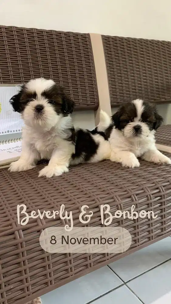 surabaya Anjing shihtzu shih tzu shitzu shitsu sitzhu