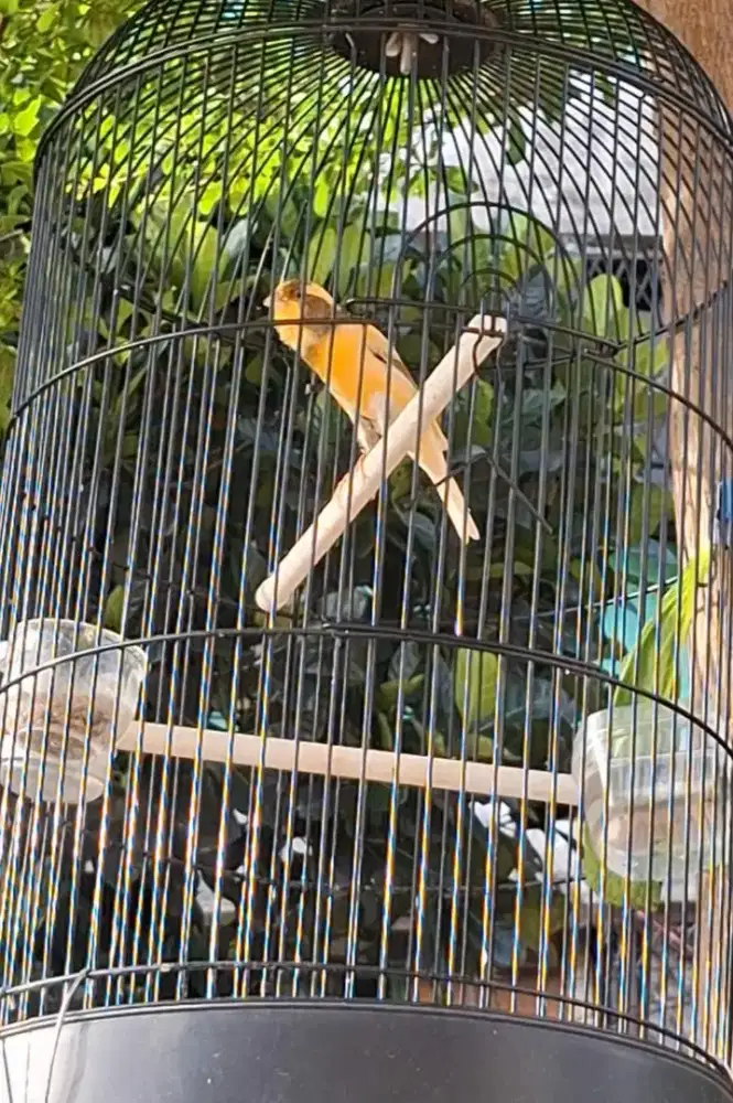 Kenari f1sf 4 bulan rajin