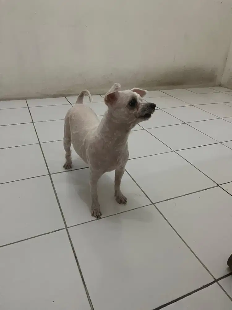 Open Adobt Anjing Maltese