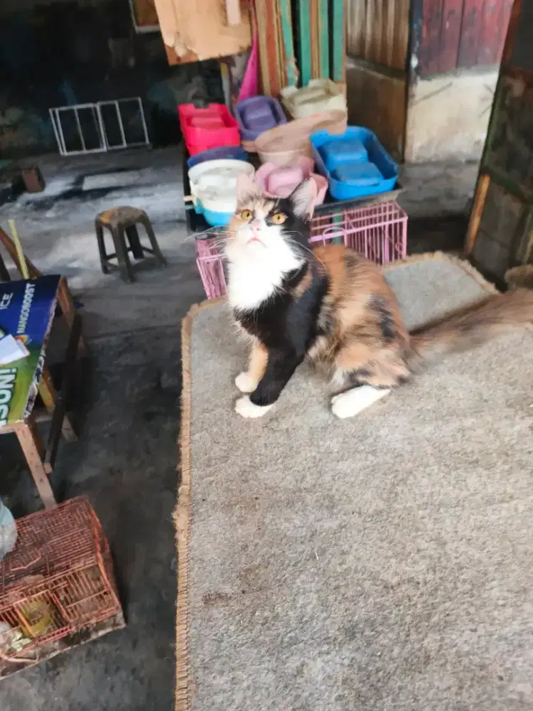 Persia calico 5 bulan