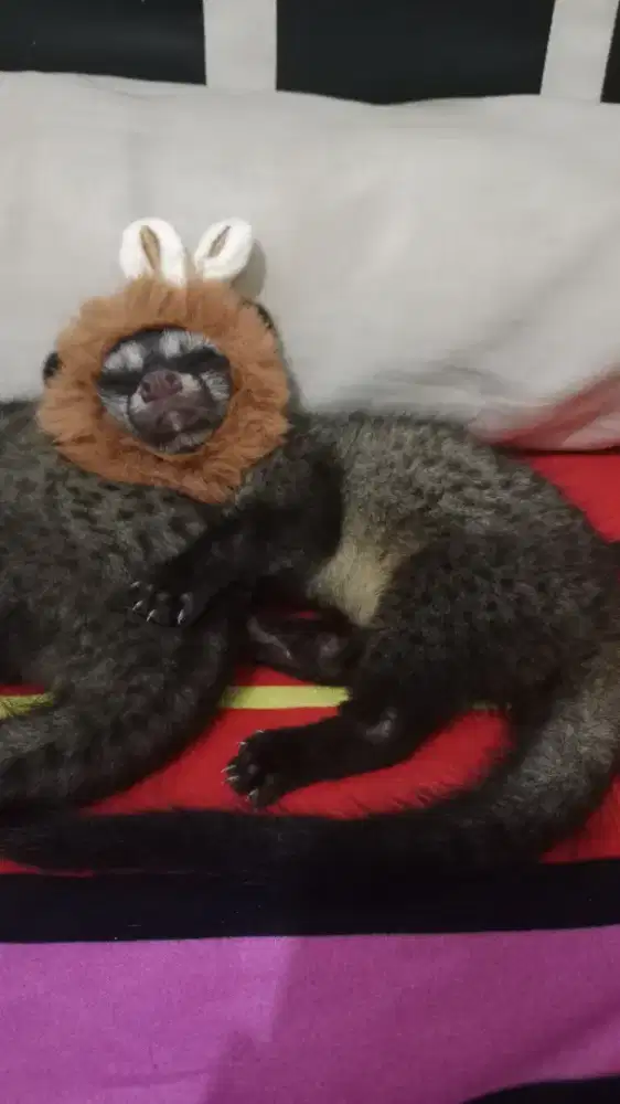 Musang pandan ternakan 2bln jitot