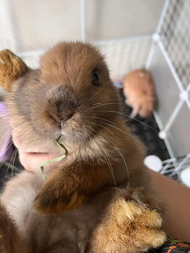 Adop kelinci holland lop