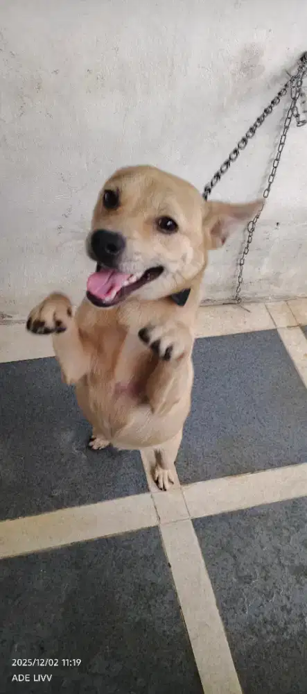 ANJING KESAYANGAN GRATIS