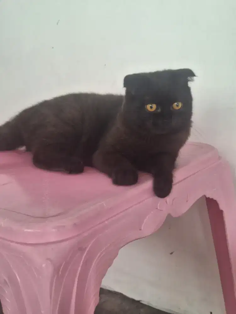 Kucing persia betina