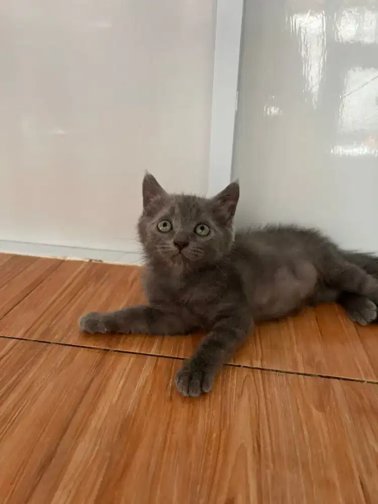 Kucing Scottish, British Shorthair, Munchkin, Persia