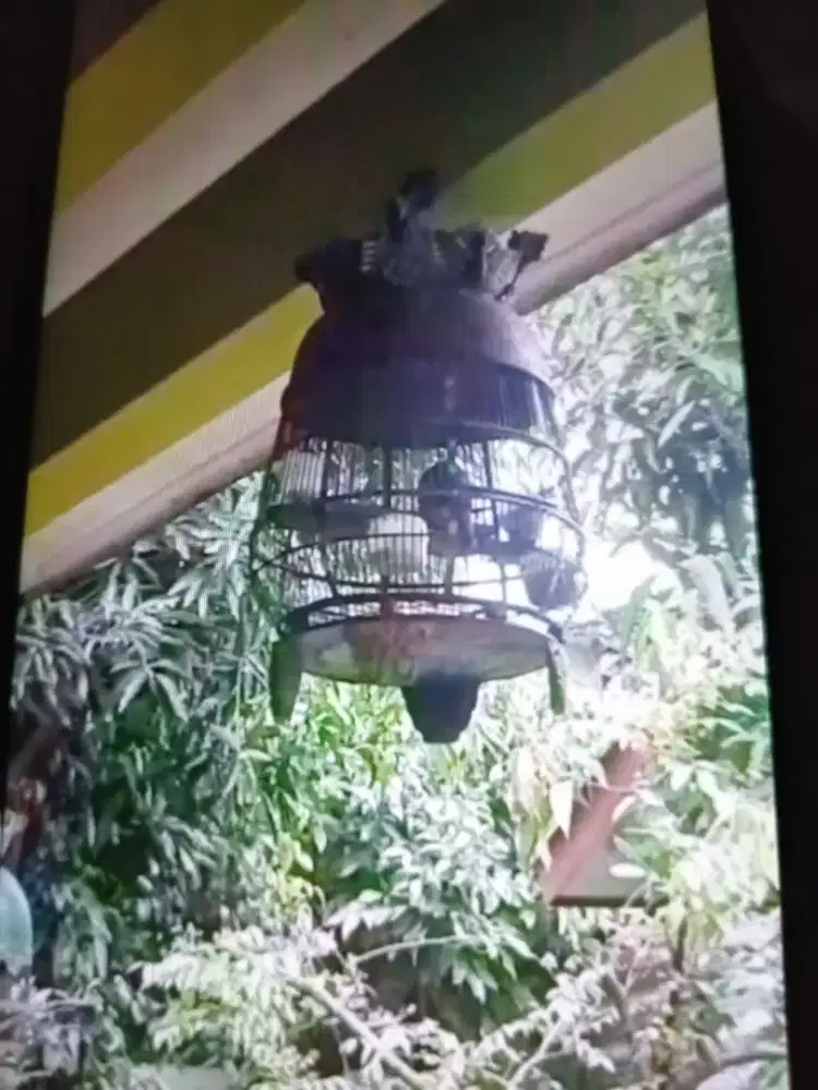 Perkutut Ring Bahana BF, Khusus Penggemar Lomba