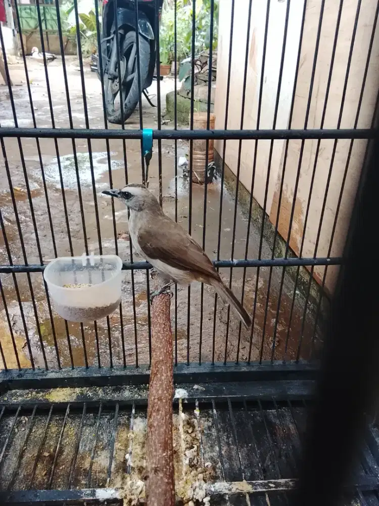 Burung trucukan jinak