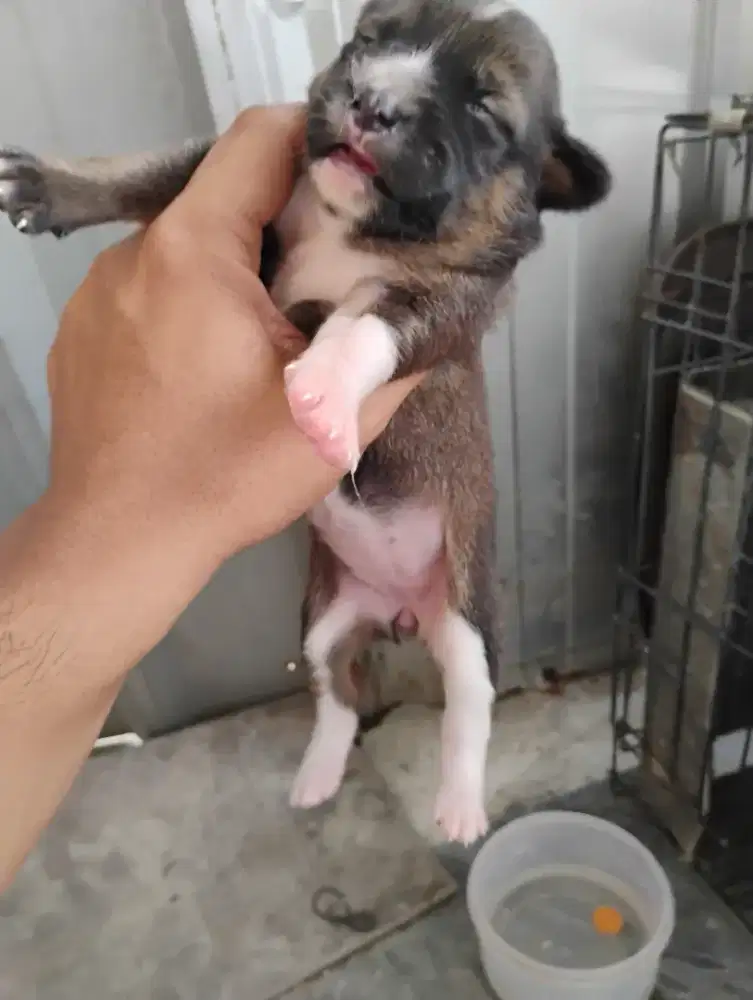 Puppy Shiba Inu betina