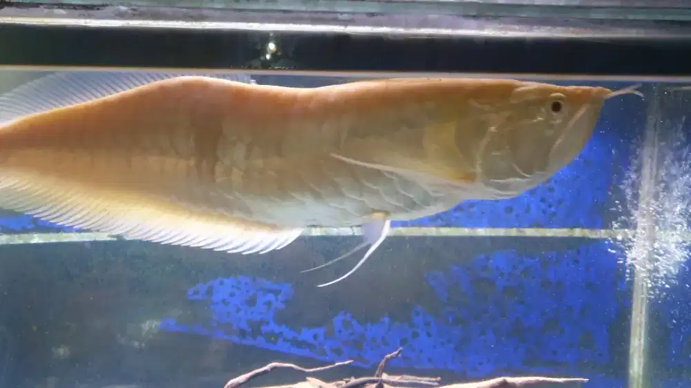 Arwana Silver albino