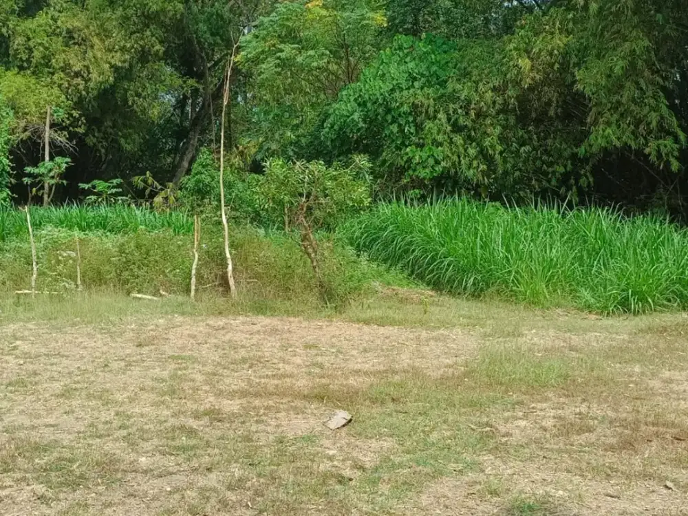 Tanah Harga Terjangau 267 Meter Persegi Lokasi Pengasih Kulon Progo