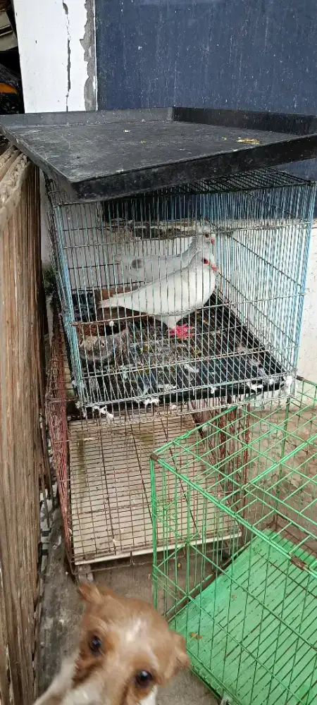 Jual merpati putih