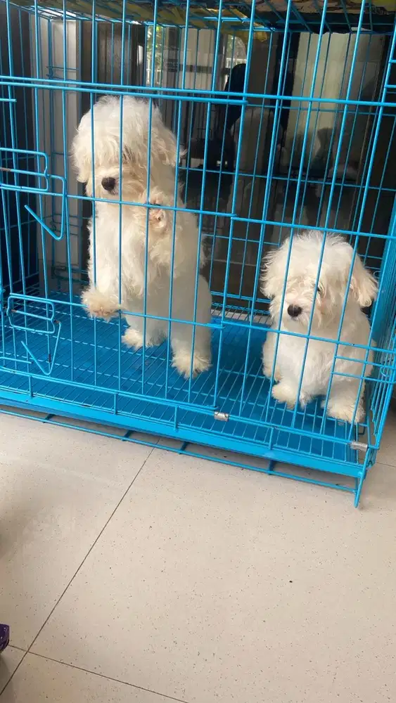 Jual anjing Maltese