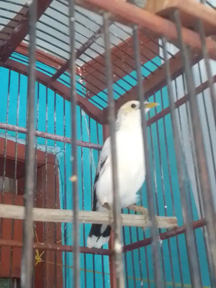 JALAK NIAS GACOR BRISIK COCOK UNTUK SATPAM RUMAH 1 JITA FULSET