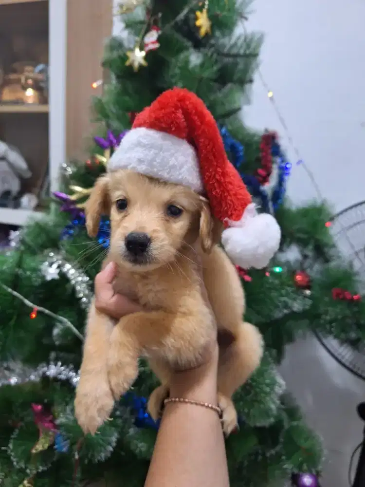 golden jantan stb vaksin