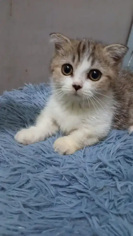 Kucing bsh golden Munchkin