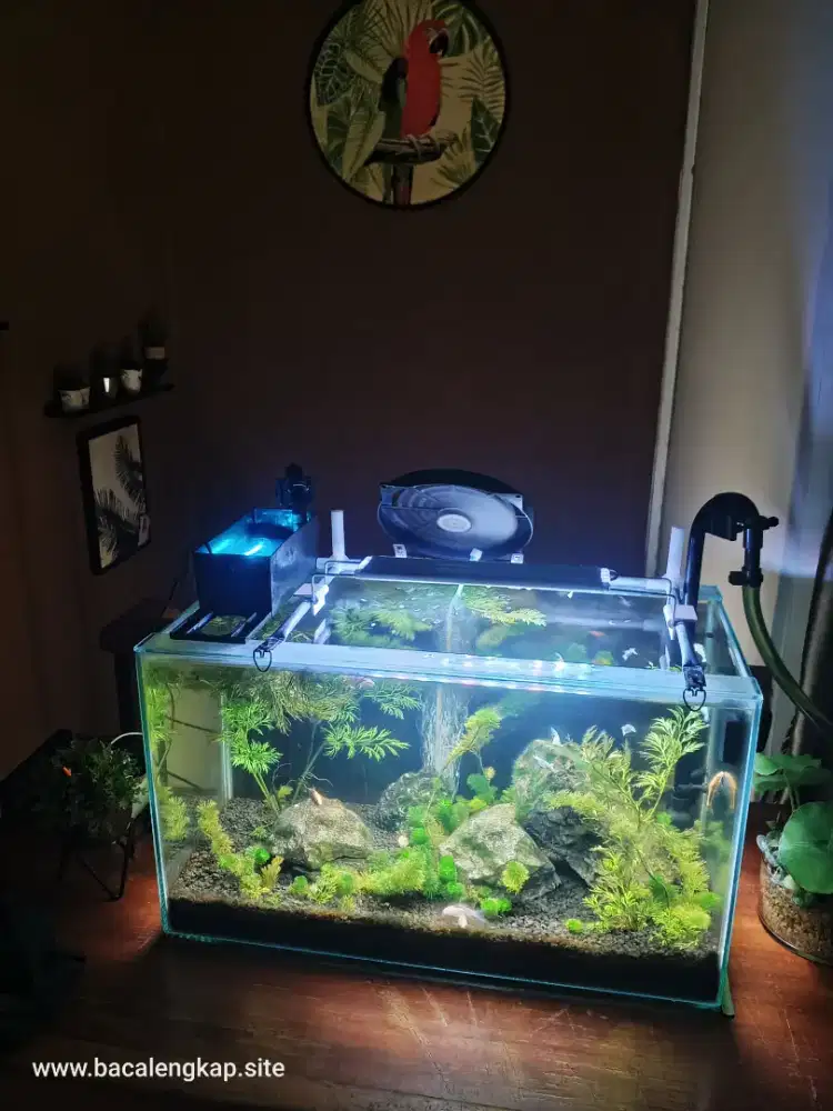 Aquarium Aquascape Full Set