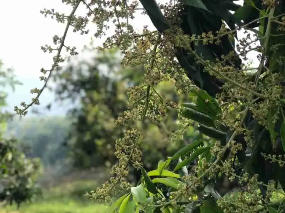 Dijual kebun Mangga 108ha di Situbondo