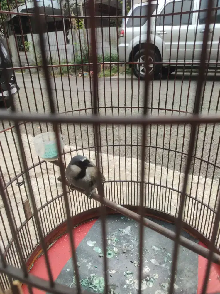 Poksai Hongkong pipi putih gacor