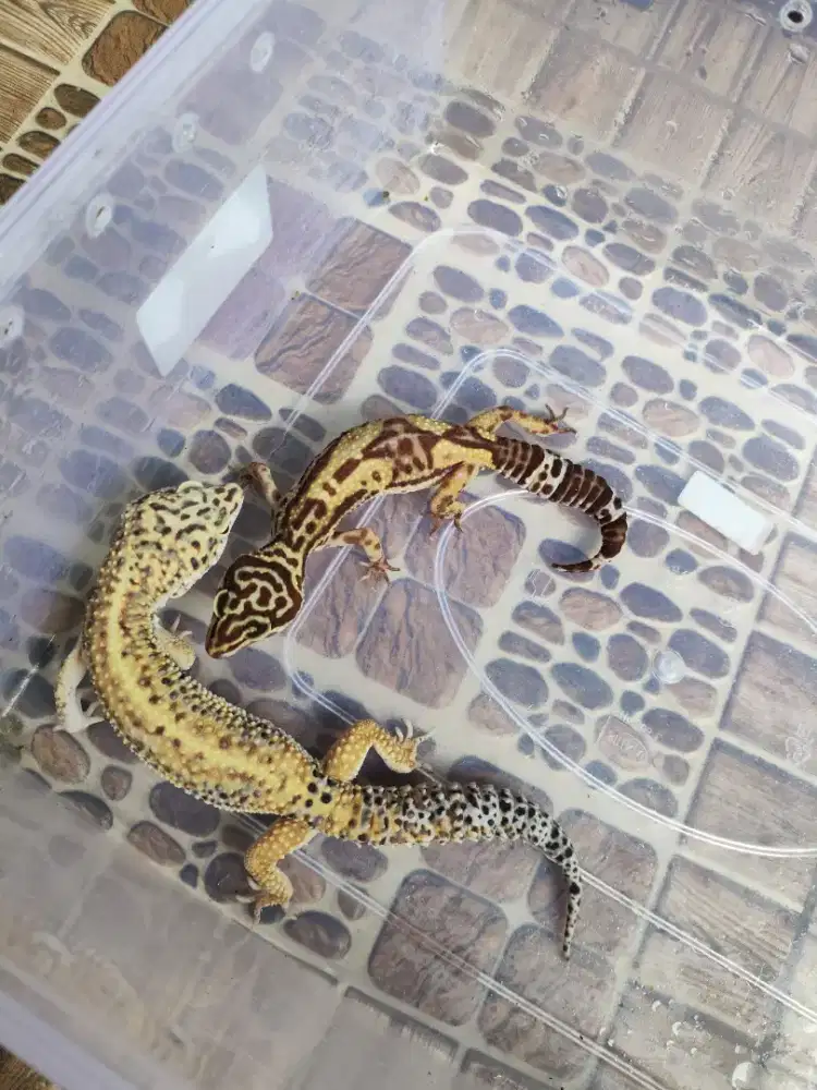 Gecko   tangerin /gecko leopart